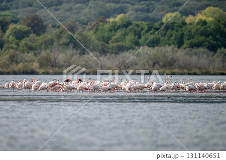 Flamingoes at dawn pastel colors in middle of water pond Biguglia in Corsica near Bastia Tall grasses on the background 131140651