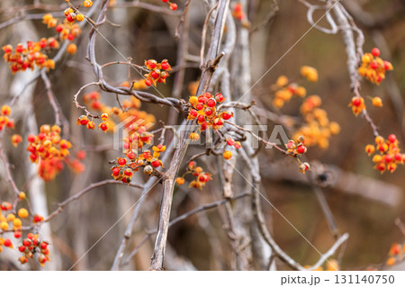 北海道上砂川町、赤い果肉が顔を出すツルウメモドキの実【11月】 131140750