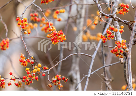 北海道上砂川町、赤い果肉が顔を出すツルウメモドキの実【11月】 北海道上砂川町、赤い果肉が顔を出すツルウメモドキの実【11月】 131140751