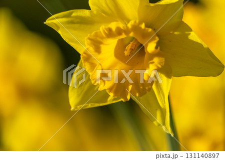 A bunch of yellow flowers with a blurry background. The flowers are in full bloom and are the main focus of the image. 131140897