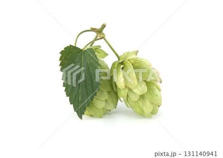 Fresh green hops and a leaf isolated on a white background. Fresh green hops and a leaf isolated on a white background. 131140941