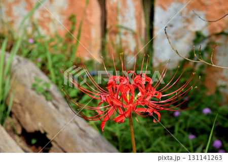 ヒガンバナ ヒガンバナ 131141263
