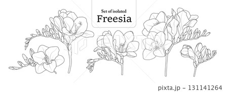 Freesia branches set, isolated on transparent background, Flower illustration in black outline and white plain hand-drawn style. 131141264