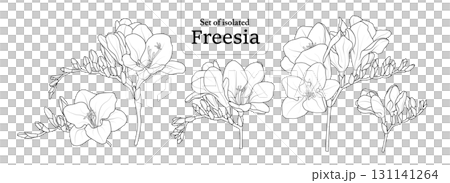 Freesia branches set, isolated on transparent background, Flower illustration in black outline and white plain hand-drawn style. 131141264