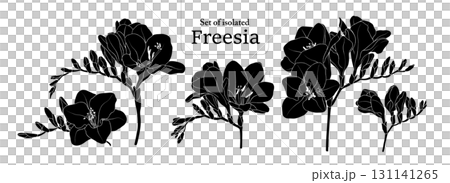 Freesia branches set, isolated on transparent background, Flower illustration in black silhouette, hand-drawn style. 131141265