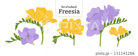 Freesia branches set, isolated on transparent background, Flower illustration in yellow and purple colors, hand-drawn style. 131141266