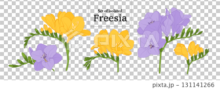Freesia branches set, isolated on transparent background, Flower illustration in yellow and purple colors, hand-drawn style. 131141266