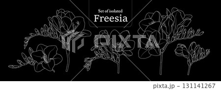 Freesia branches set, isolated on black background, Flower illustration in simple white outline, hand-drawn style. 131141267