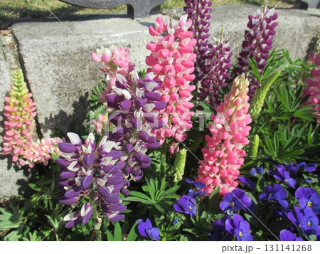 春の花壇に美しく咲き誇る、色鮮やかなルピナスの花 春の花壇に美しく咲き誇る、色鮮やかなルピナスの花 131141268