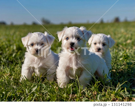 遊ぼうぜ！ 131141298