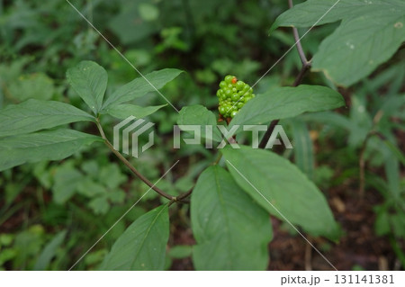 晩夏の森で、マムシグサが青々とした実をつけています。これから赤く色づいていく前の、初々しい緑の姿です 131141381