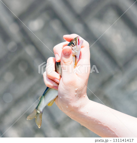 鮎 （ アユ 川魚 ）の つかみ取り の 川遊び で 自然体験 【 夏休み の 思い出 】 131141417