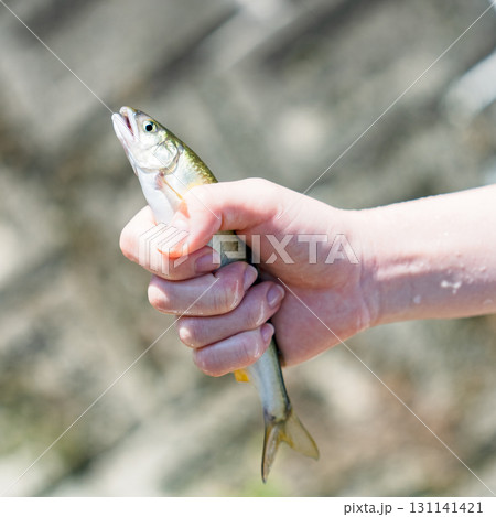 鮎 （ アユ 川魚 ）の つかみ取り の 川遊び で 自然体験 【 夏休み の 思い出 】 131141421