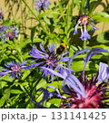 Flying bumblebee approaching Centaurea montana flower with vivid purple-blue petals in summer garden, dynamic closeup of pollination moment in natural daylight outdoor environment. 131141425
