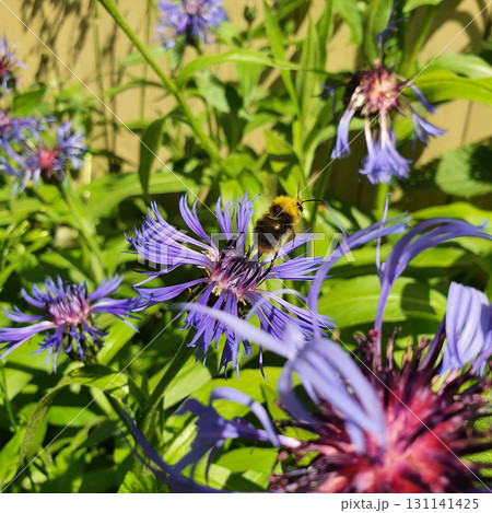 Flying bumblebee approaching Centaurea montana flower with vivid purple-blue petals in summer garden, dynamic closeup of pollination moment in natural daylight outdoor environment. 131141425
