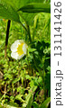 Close-up of Fragaria vesca flower with white petals and yellow center blooming among green foliage in sunlight, symbol of spring garden season and beginning of strawberry growth. 131141426