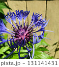Closeup of Centaurea montana flower in full bloom with vivid purple-blue petals and dark center, captured in summer sunlight against green foliage and wooden background outdoors. 131141431