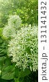 White Allium ornamental flower head in full bloom, spherical cluster of small star-shaped blossoms captured closeup in summer garden with soft green foliage background. 131141432