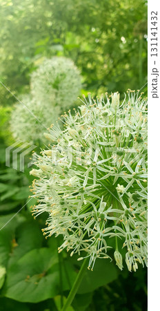 White Allium ornamental flower head in full bloom, spherical cluster of small star-shaped blossoms captured closeup in summer garden with soft green foliage background. White Allium ornamental flower head in full bloom, spherical cluster of small star-shaped blossoms captured closeup in summer garden with soft green foliage background. 131141432