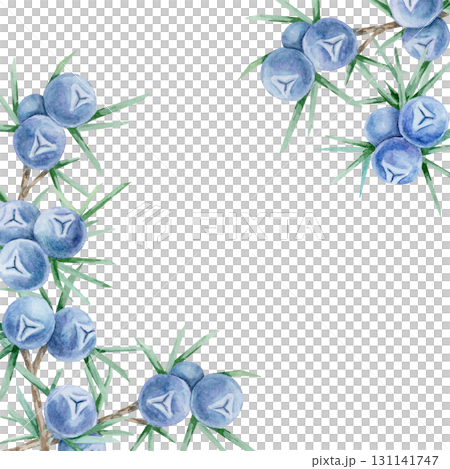 Corner frame of blue juniper berries with green spiky leaves in watercolor clipart, hand drawn botanical element ideal for greeting cards, invitations, wrapping paper, product labels and stationery. Corner frame of blue juniper berries with green spiky leaves in watercolor clipart, hand drawn botanical element ideal for greeting cards, invitations, wrapping paper, product labels and stationery. 131141747