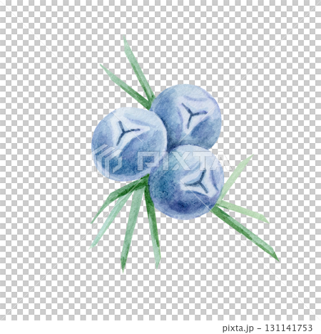 Blue juniper berries with star-shaped ends and green leaves in watercolor illustration, hand drawn botanical clipart for kitchen art, fabric prints, wrapping paper, recipe cards and herbal packaging. 131141753