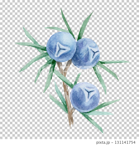 Branch with blue juniper berries and pointed green leaves in watercolor illustration, hand drawn botanical clipart for use in textile prints, product labels, recipe cards, wrapping paper and crafts. Branch with blue juniper berries and pointed green leaves in watercolor illustration, hand drawn botanical clipart for use in textile prints, product labels, recipe cards, wrapping paper and crafts. 131141754