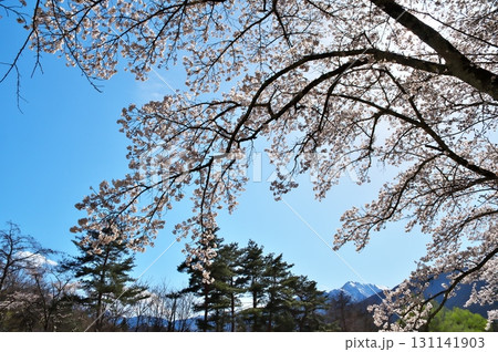 サクラ満開　駒ヶ岳 131141903