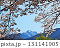 サクラ満開　駒ヶ岳 131141905