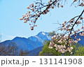 サクラ満開　駒ヶ岳 131141908