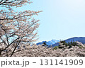 サクラ満開　駒ヶ岳 131141909