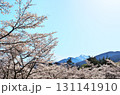 サクラ満開　駒ヶ岳 131141910