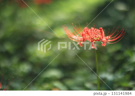一輪の赤い彼岸花 131141984