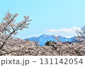 サクラ満開　地蔵岳　オベリスク 131142054