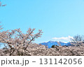 サクラ満開　地蔵岳　オベリスク 131142056