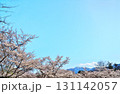 サクラ満開　地蔵岳　オベリスク 131142057
