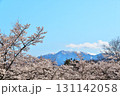 サクラ満開　地蔵岳　オベリスク 131142058