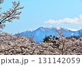 サクラ満開　地蔵岳　オベリスク 131142059