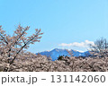 サクラ満開　地蔵岳　オベリスク 131142060