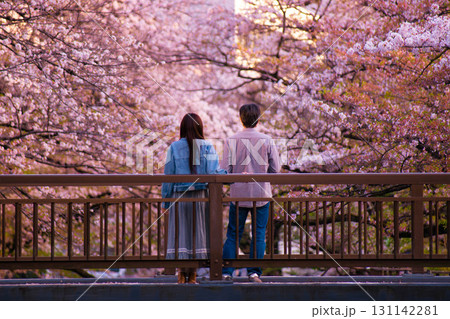 夕暮れの桜バックの橋の男女 夕暮れの桜バックの橋の男女 131142281
