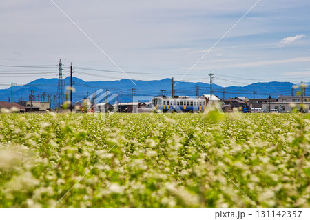 そば畑の中を走るえちぜん鉄道 131142357