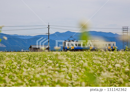 そば畑の中を走るえちぜん鉄道 そば畑の中を走るえちぜん鉄道 131142362