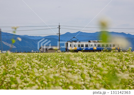 そば畑の中を走るえちぜん鉄道 そば畑の中を走るえちぜん鉄道 131142363