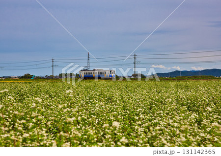そば畑の中を走るえちぜん鉄道 そば畑の中を走るえちぜん鉄道 131142365