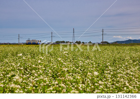 そば畑の中を走るえちぜん鉄道 そば畑の中を走るえちぜん鉄道 131142366