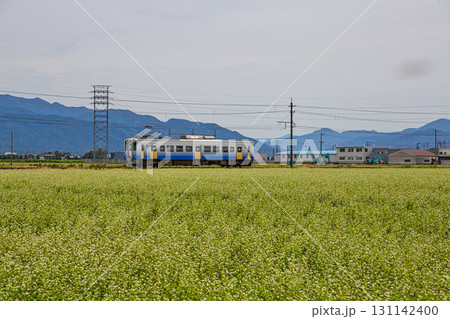 そば畑の中を走るえちぜん鉄道 131142400