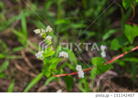 そば畑の中を走るえちぜん鉄道 131142407