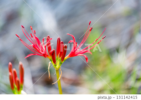 散歩の途中で見つけた秋の気配 131142415