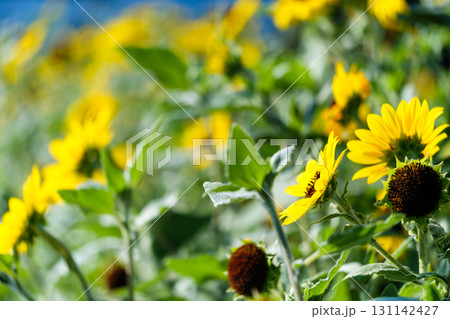 散歩の途中で見つけた秋の気配 131142427