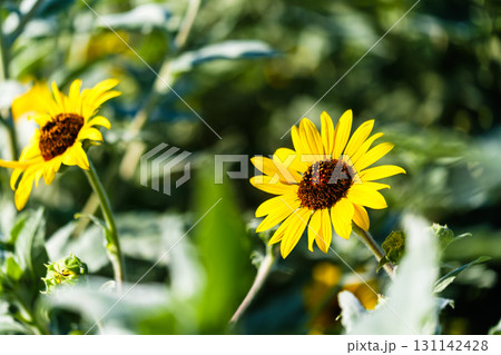 散歩の途中で見つけた秋の気配 131142428