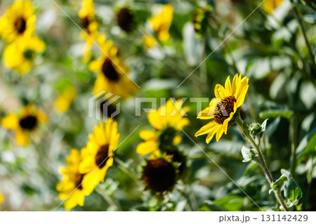 散歩の途中で見つけた秋の気配 131142429